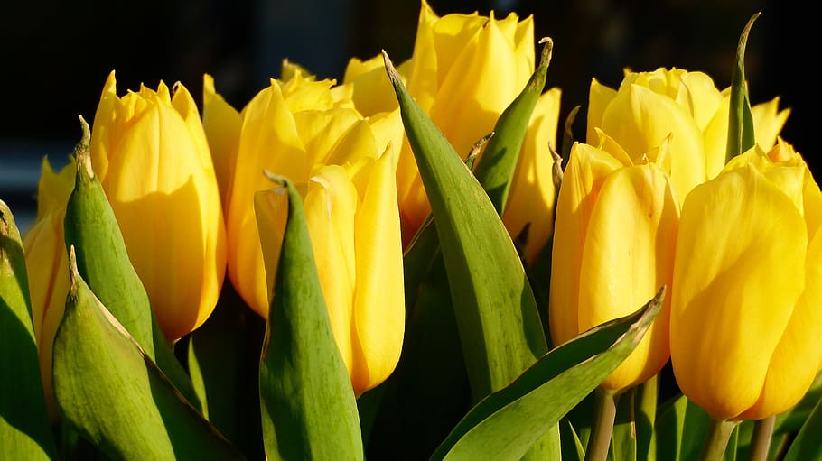 tulip, nature, flower, plant, easter, leaf, no person, garden HD wallpaper