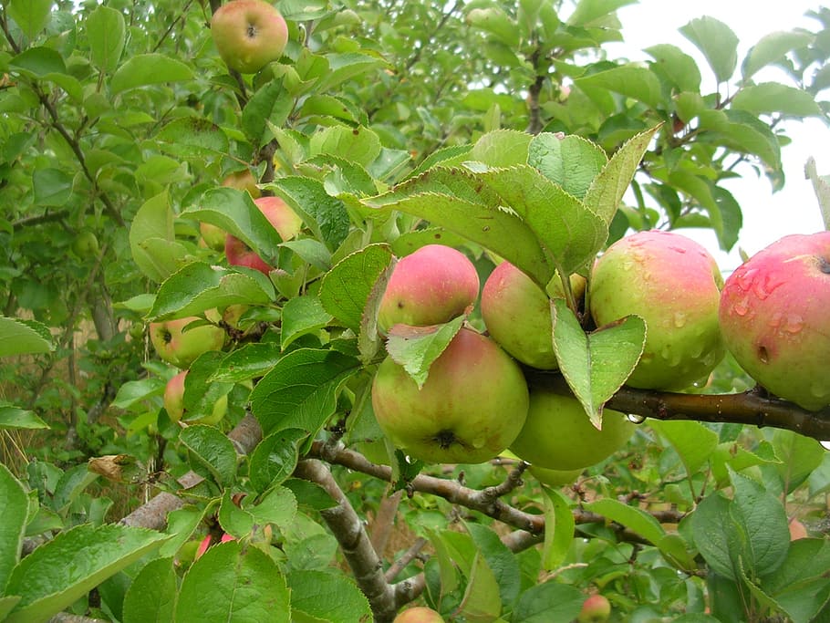 apple, fruit, tree, nature, vegetation, food and drink, healthy eating HD wallpaper