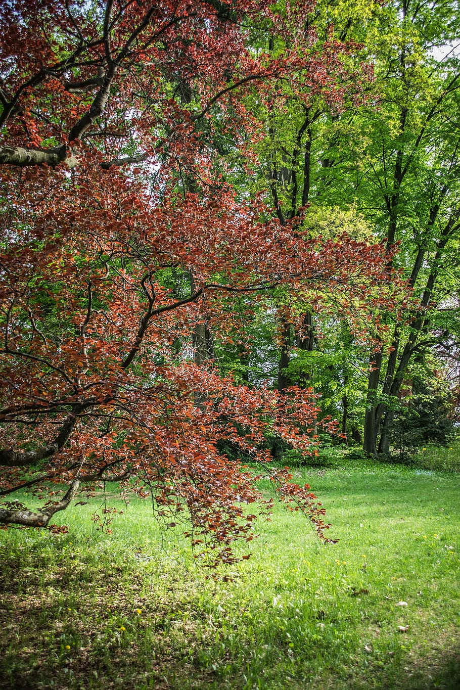 park, trees, stromovka, spring, plant, growth, land, beauty in nature HD wallpaper