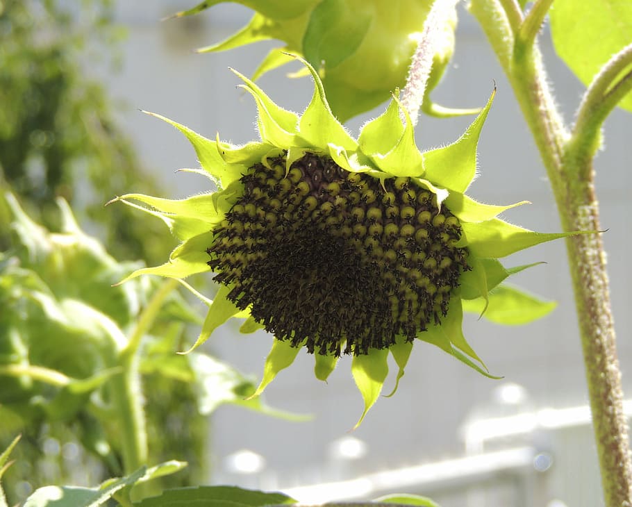 sun flower, empty, flowers, summer, green, plant, sunflower seeds HD wallpaper