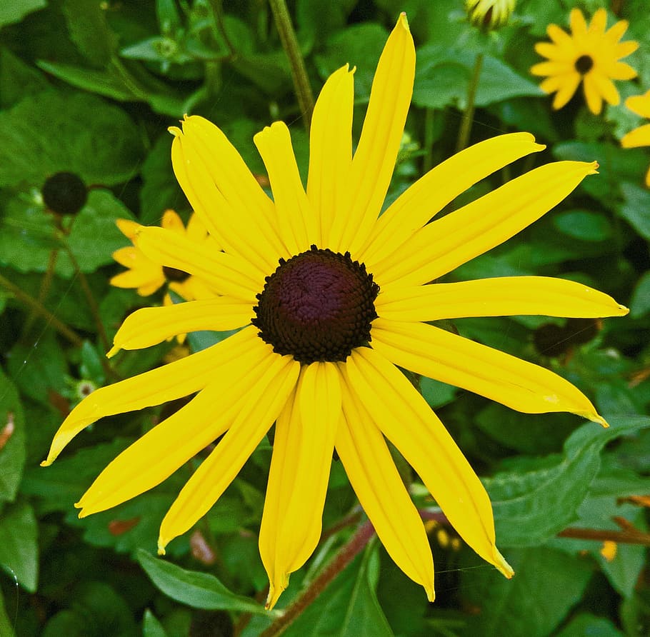 Flower, Nature, Yellow, Bloom, flowers, autumn, fragility, freshness HD wallpaper