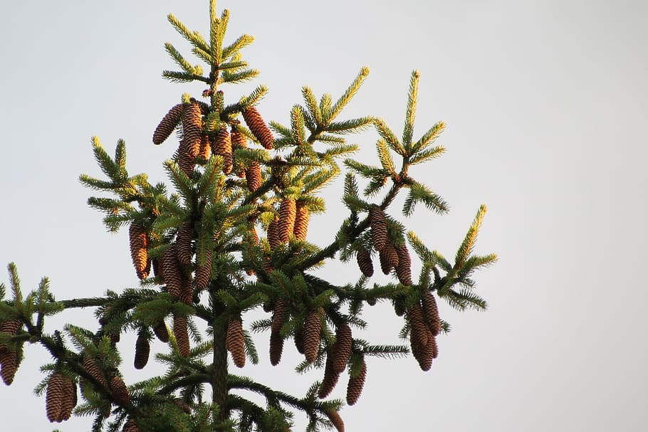 cone, pine, setting sun, crop, brown, nature, plant, growth HD wallpaper