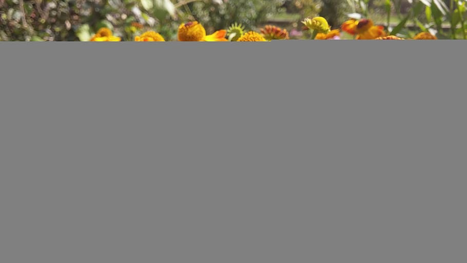 bee, flowers, insect, spring, plant, no people, copy space HD wallpaper