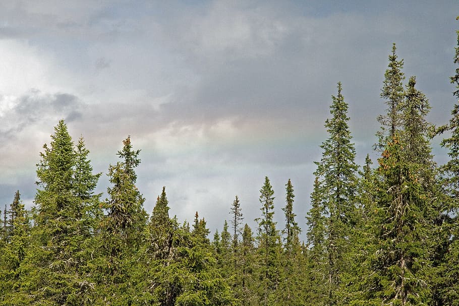 forest, clouds, summer, nature, tree, outdoors, pine Tree, landscape HD wallpaper