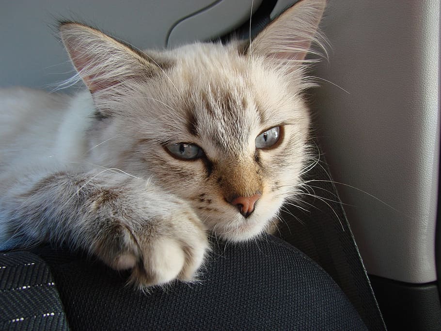 short-coated white and gray cat, neva masquerade, animals, domestic cat HD wallpaper