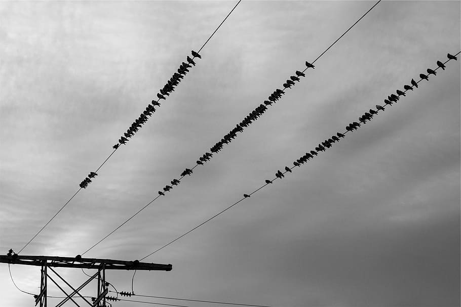 low angle photo of silhouette of birds perching on cable, flock