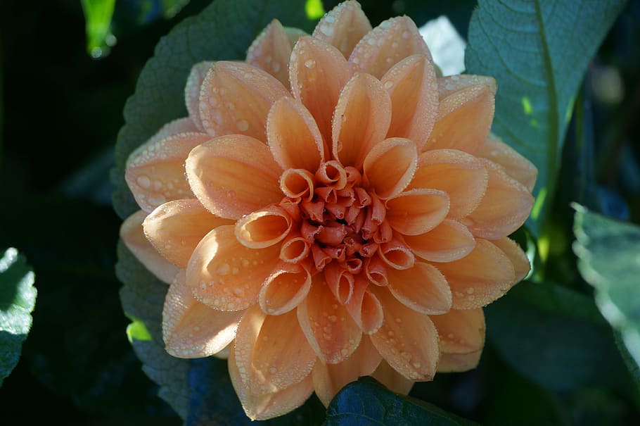 dahlia, blossom, bloom, orange, wet, flower, beautiful, nature HD wallpaper