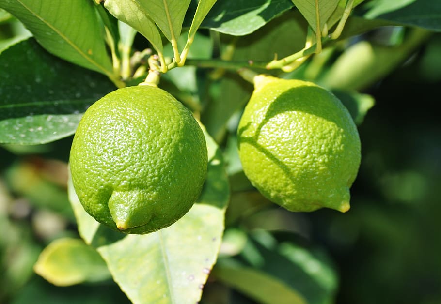 400 Free Lemon Tree  Lemon Images  Pixabay