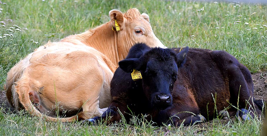 beef, calf, young, meadow, agriculture, cattle, cow, pasture HD wallpaper