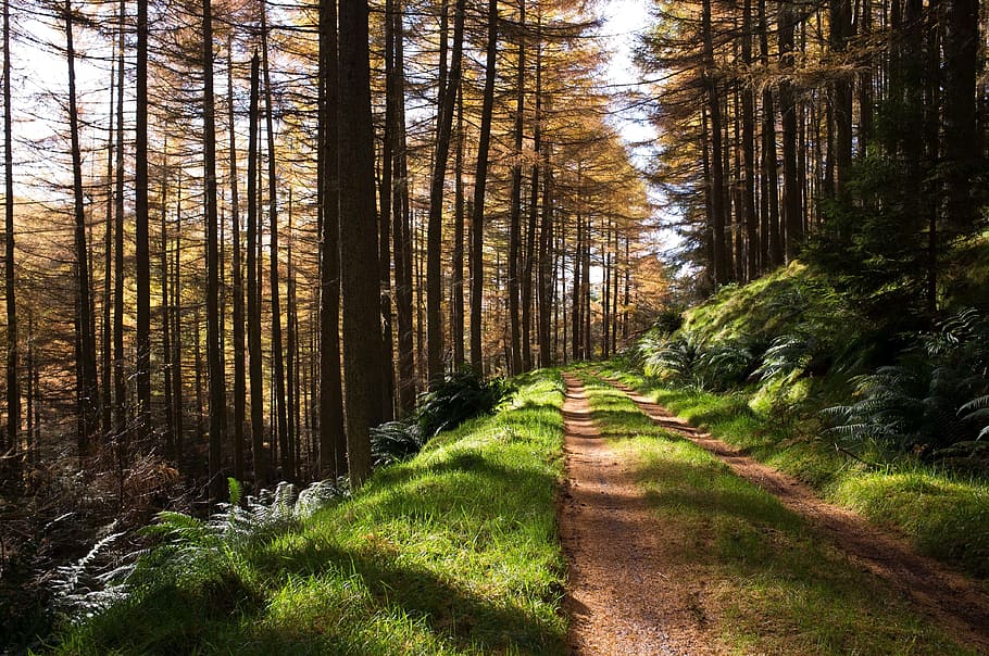 green, grass, path, sunny, day, shade, trees, plant, forest HD wallpaper