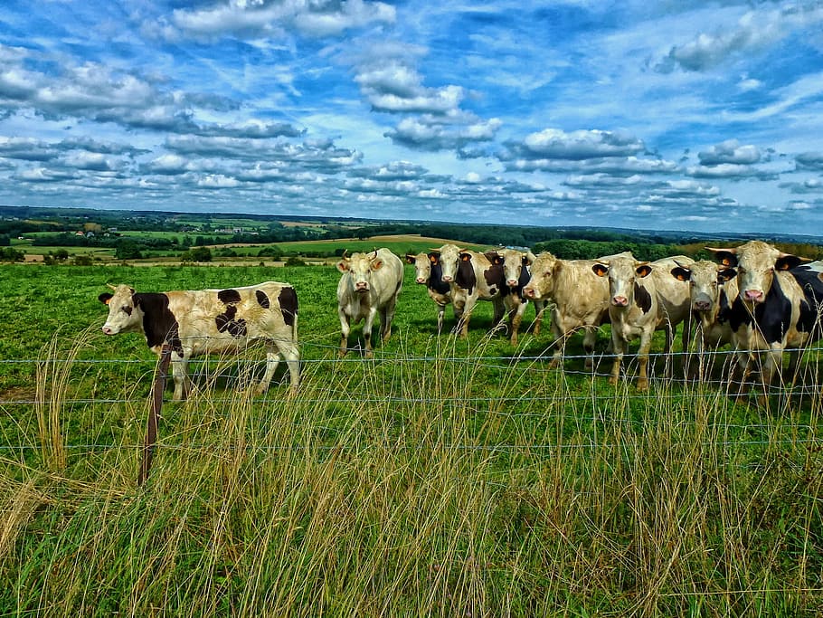 herd of cow, cattle, meadow, cows, pasture, france, landscape HD wallpaper