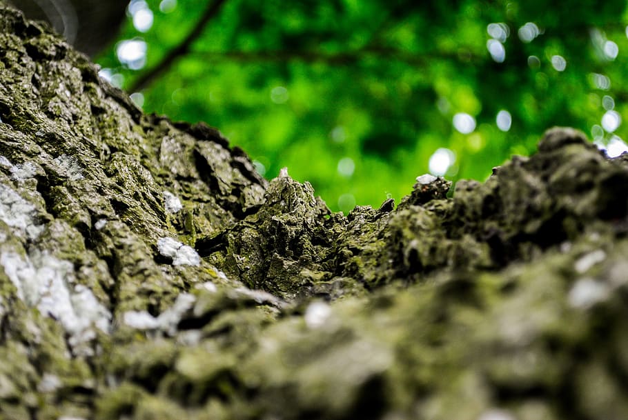 forest, the bark, tree, foliage, wood, selective focus, plant HD wallpaper