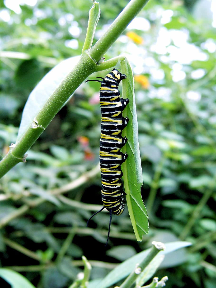 caterpillar, close, green, plant, green color, focus on foreground HD wallpaper
