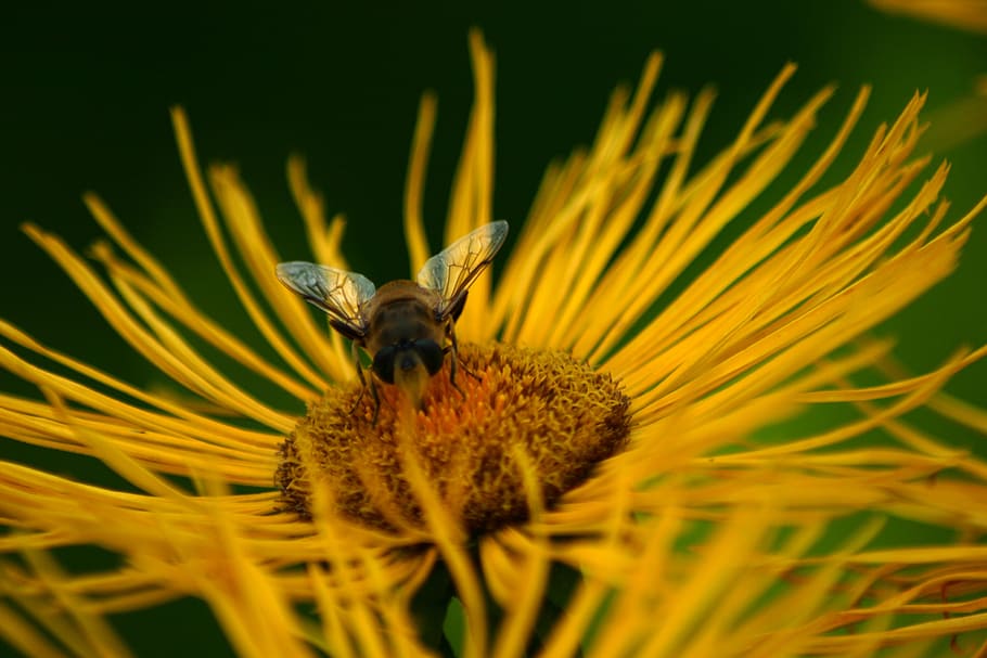 bee, jo boonstra, groningen, flower, flowering plant, animal themes HD wallpaper