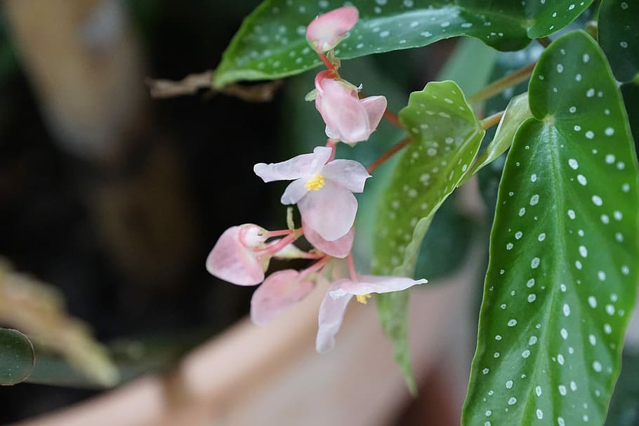 Flower, Macro, green, leaf, growth, close-up, nature, plant HD wallpaper