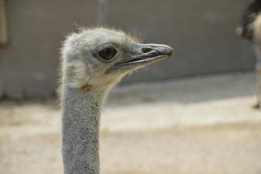 Ostrich, Bird, Forest, one animal, animal body part, animal wildlife HD wallpaper