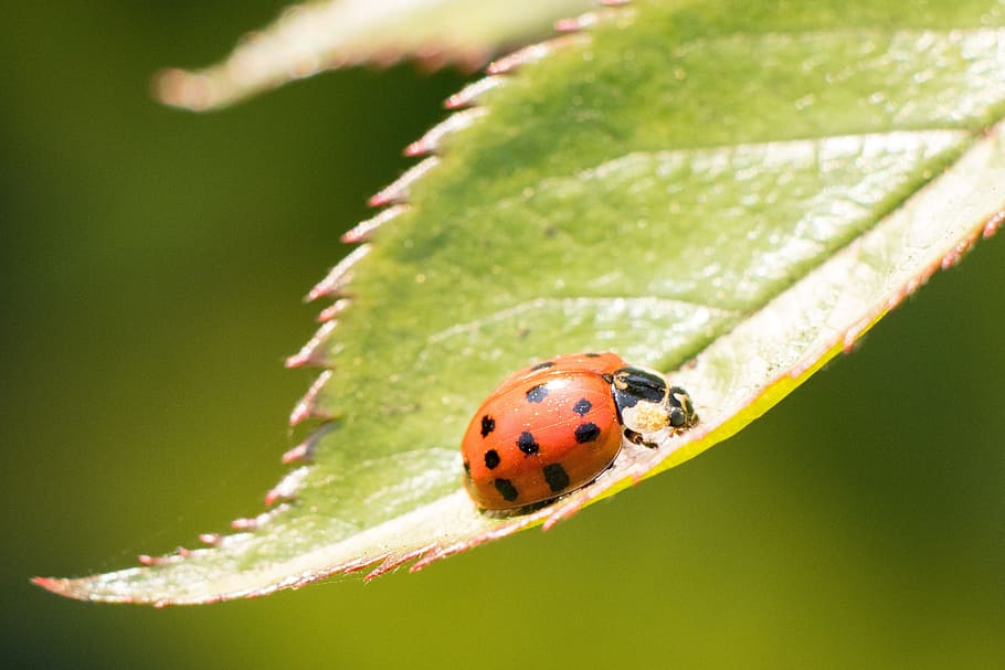 Ladybug, Insect, Lucky Charm, Beetle, red, points, nature, lucky ladybug HD wallpaper