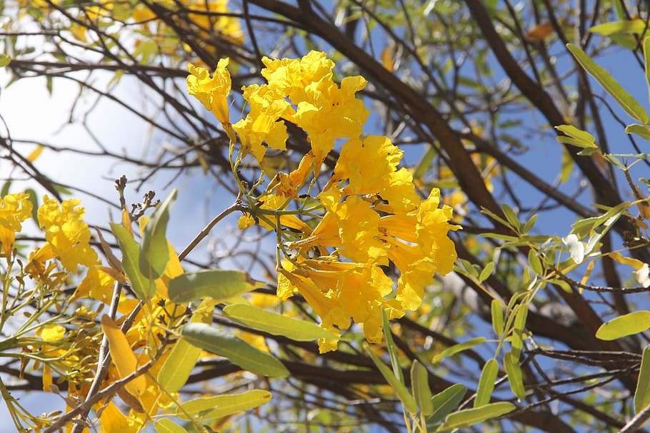 ipê, nature, spring, yellow, flower, flowering plant, beauty in nature HD wallpaper