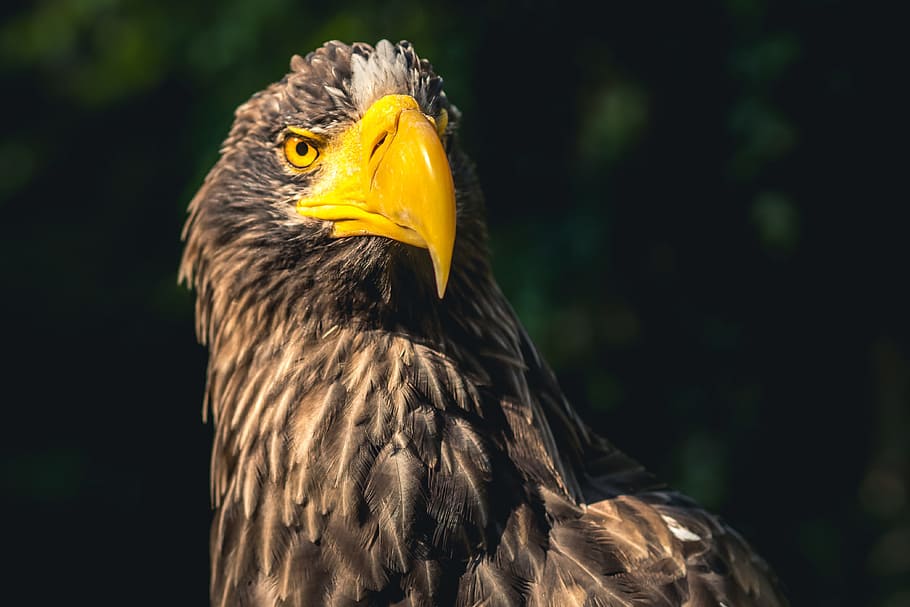 beautiful, sea, eagles, animals, species, birds, wild, beast HD wallpaper
