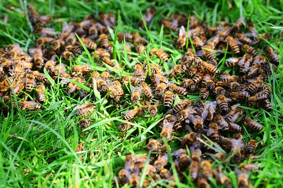 Honey Bees, Insects, Grass, Lawn, close-up, hive, nature, animal HD wallpaper