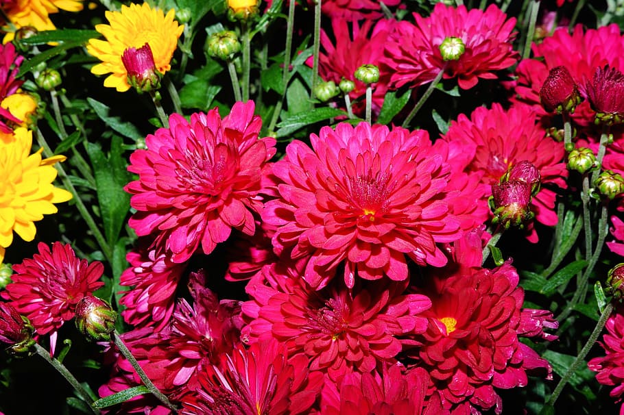 flowers, close, nature, flora, purple, yellow, color, flower fullness HD wallpaper