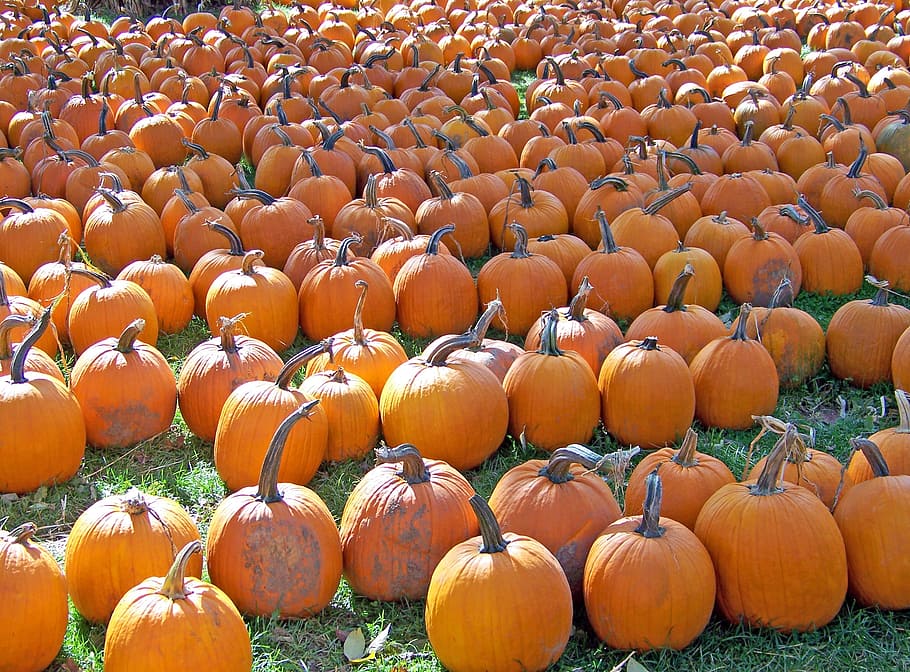 Pumpkins, Autumn, Fall, Orange, Fruits, seasonal, october, food HD wallpaper
