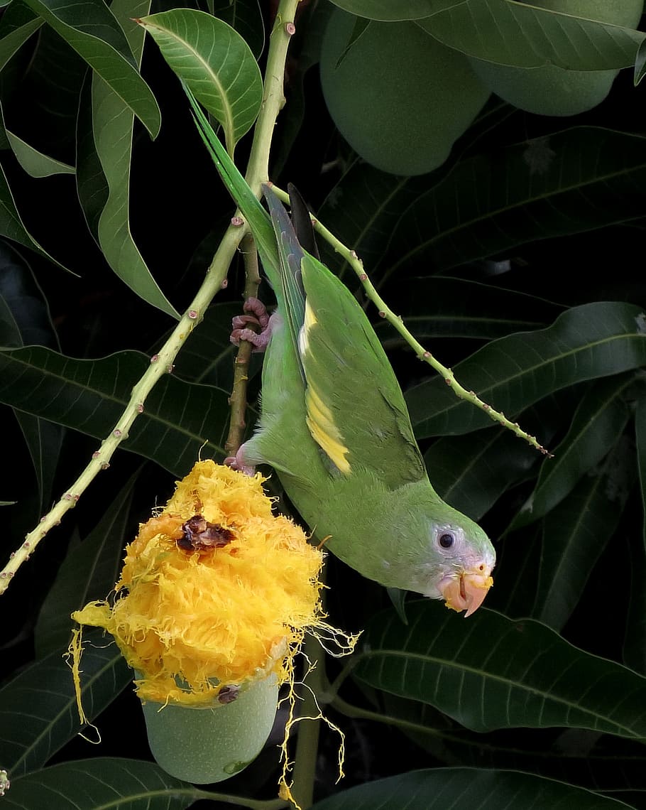 bird, parakeet, mango, tropic, brazil, wild life, leaf, plant part HD wallpaper