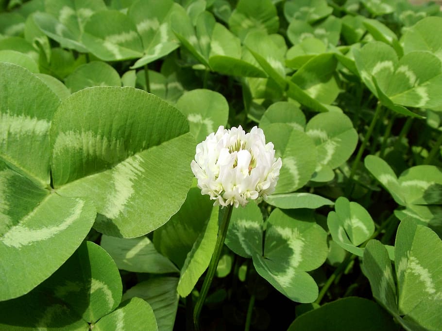 Clover, Plant, green, flower, leaf, growth, green color, nature HD wallpaper
