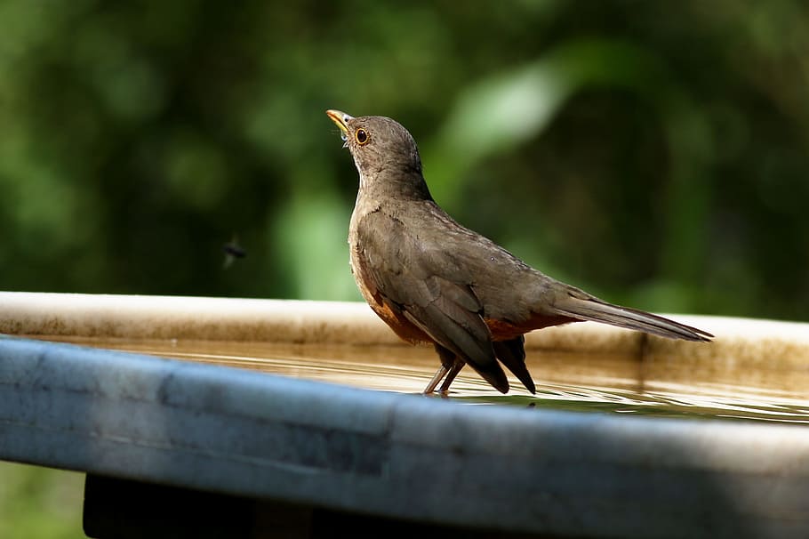 Orange, Drinking Water, Water, Bird, know orange, tropical HD wallpaper