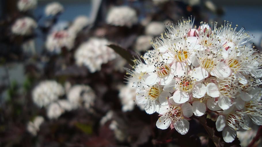 flower, white, bloom, white flower, decoration, flowering plant HD wallpaper