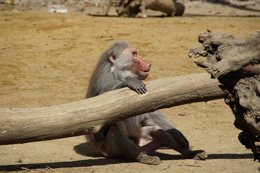 baboon, monkey, animal, old, grey back, sit, watch, boss, zoo HD wallpaper