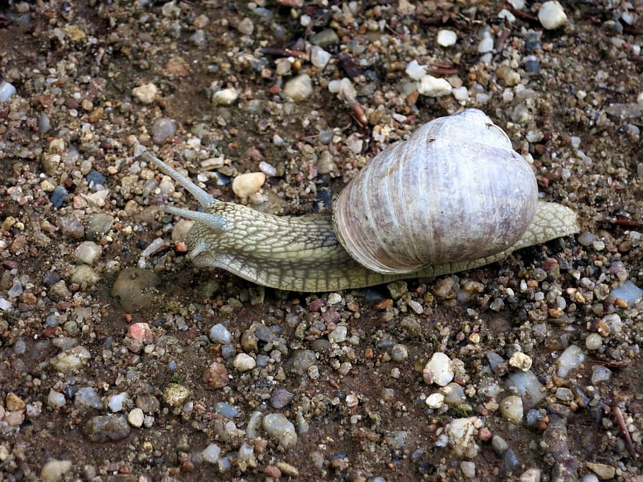 snail, shell, mollusk, animal wildlife, animal themes, one animal HD wallpaper