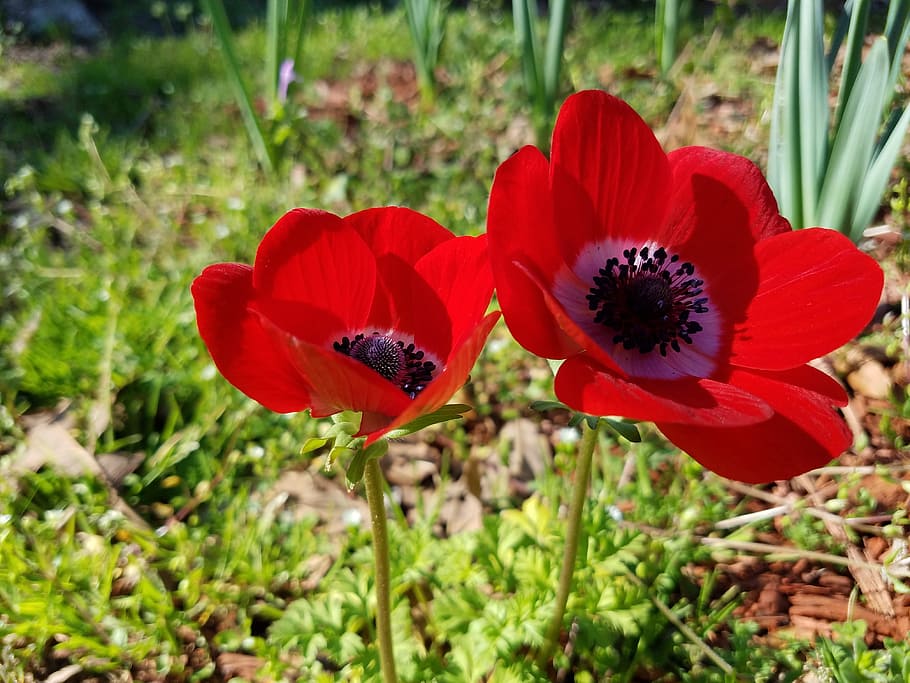 red, flower, bulb, spring, wild, natural, flowering plant, beauty in nature HD wallpaper