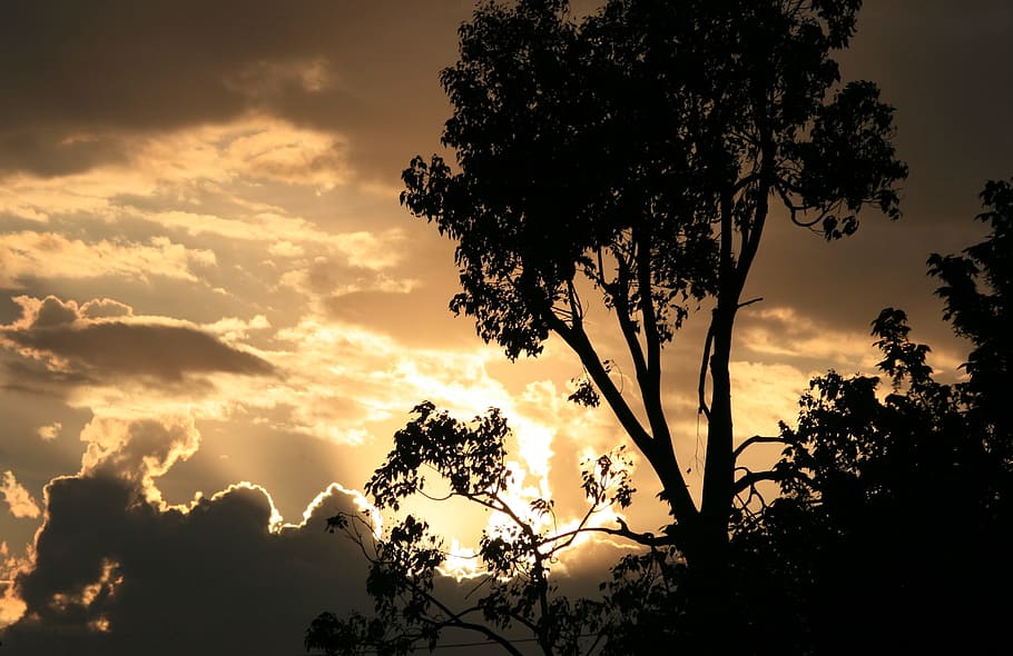 sky, clouds, dark, edging, gold, bright, light, tree, silhouette HD wallpaper