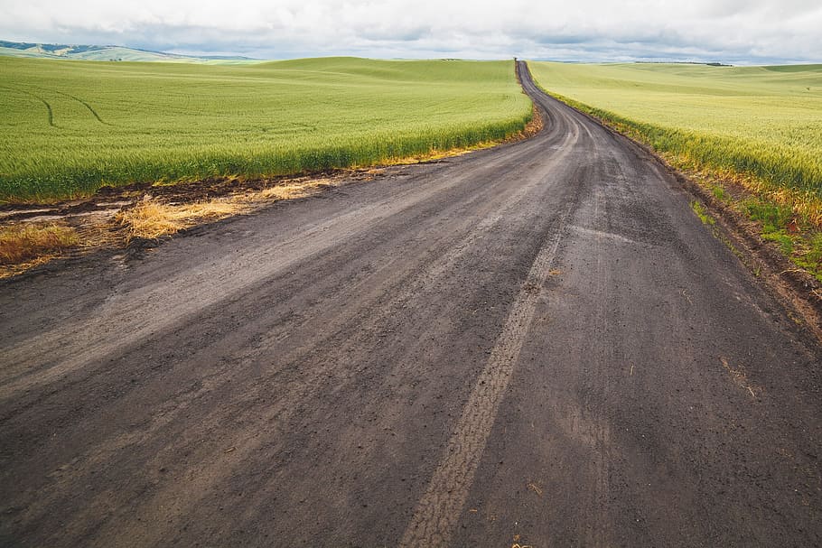 green, grass, ricefield, road, path, farm, crops, agriculture HD wallpaper