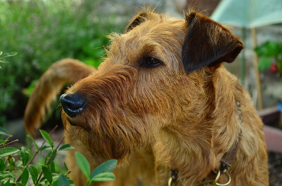dog standing near bushes, irish terrier, hundeportrait, animal portrait