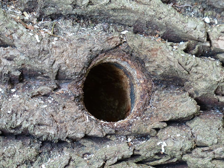 Hole, Woodpecker, Cave, woodpecker hole, woodpecker cave, bird's nest, HD wallpaper
