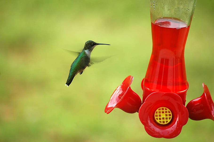 hummingbird, small, feeder, nature, flying, tiny, wildlife HD wallpaper