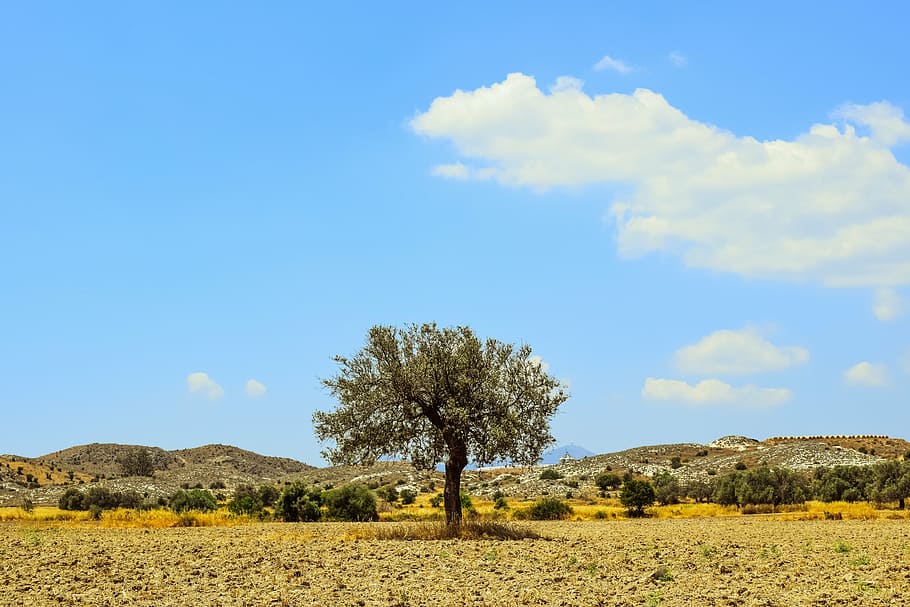 tree, field, countryside, landscape, sky, clouds, summer, scenery HD wallpaper