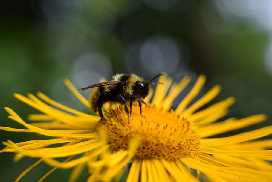macro, hummel, flower, blossom, bloom, nature, close, insect HD wallpaper