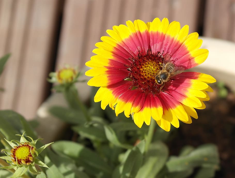 bee, forage, nature, flowering plant, freshness, fragility HD wallpaper