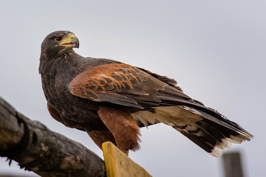 close-up photo of falcon standing on branch during daytime HD wallpaper