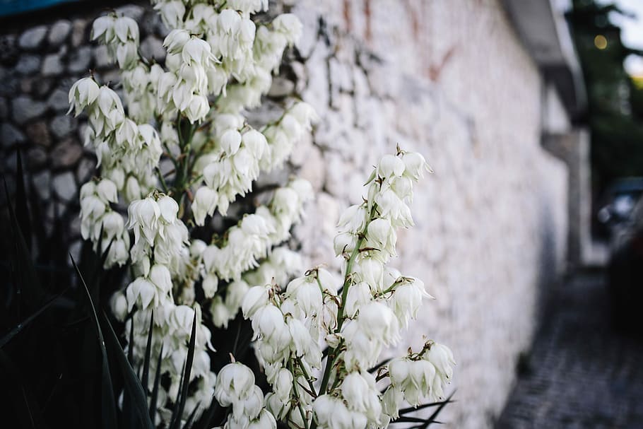Bushes of the blossoming yucca, summer, flowers, flora, white HD wallpaper