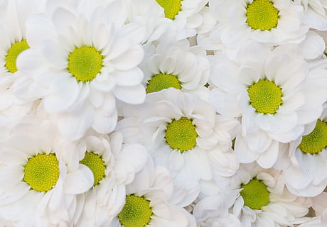 flowers, petals, pollen, bloom, beautiful, blooming, bright, chamomile HD wallpaper