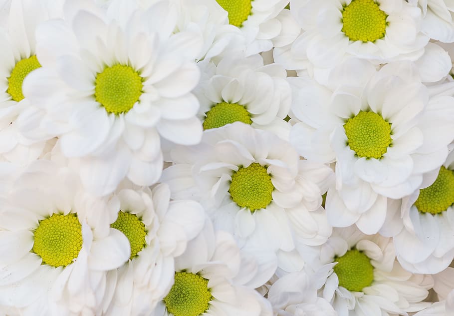 flowers, petals, pollen, bloom, beautiful, blooming, bright, chamomile HD wallpaper