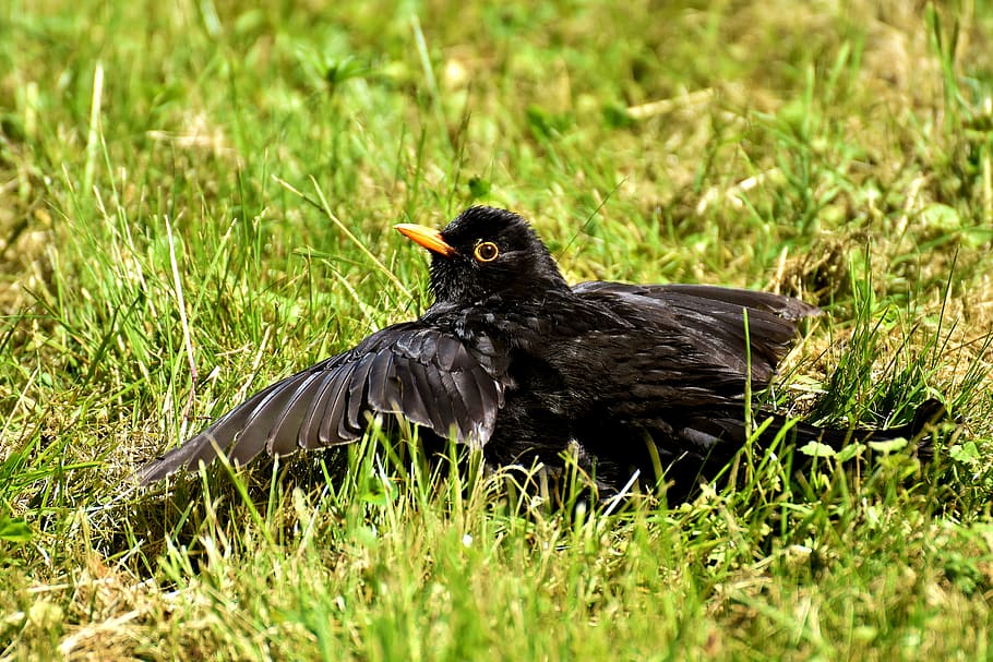 blackbird, rest, songbird, nature, animal, blackbird male, black bird