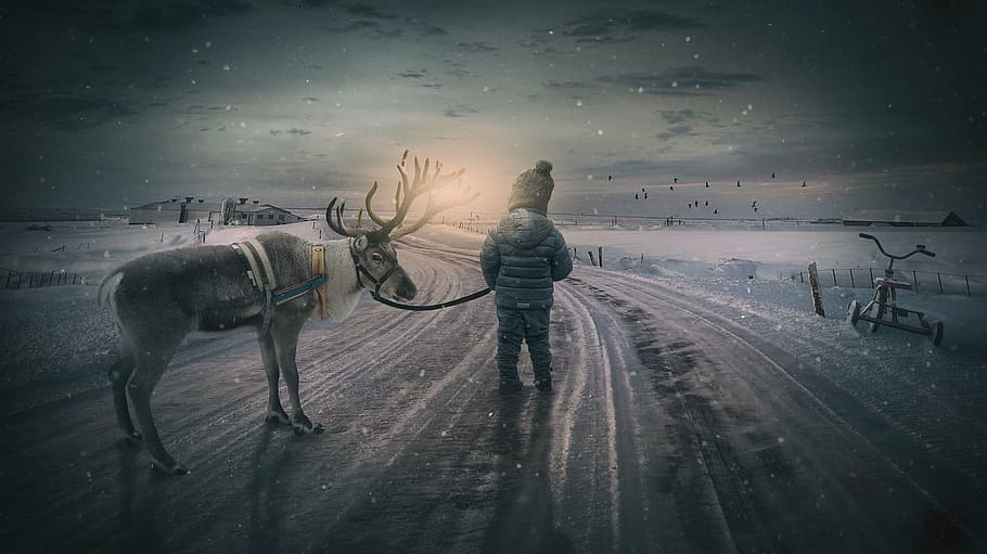 person wearing gray winter coat, wintry, reindeer, boy, small child HD wallpaper