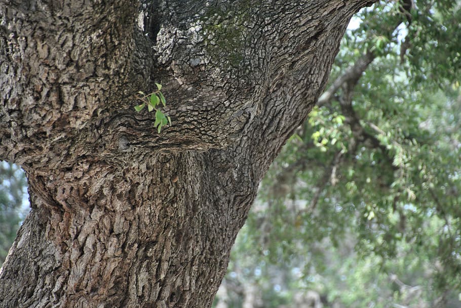 oak, tree, nature, branch, season, natural, green, wood, summer HD wallpaper