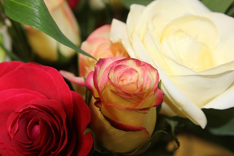 flower, rose, vase, bunch, floral, bouquet, white, gift, love HD wallpaper