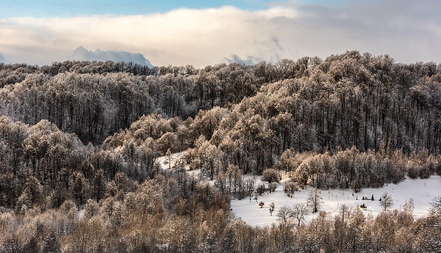 bird's eye view of forest coated snow, nature, landscape, clouds HD wallpaper